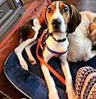 Photo of Krypto