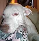 Photo of Lulu
