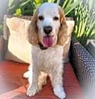 Photo of Milo