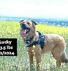 Photo of Lucky