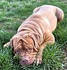 Photo of Kado