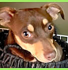 Photo of Apollo