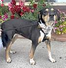 Photo of PIPER