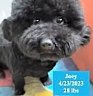 Photo of Joey