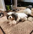 Photo of Sparky