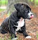 Photo of Buddy(Mama Pearl's babies)