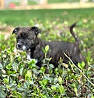 Photo of Jade (Mama Pearl’s babies)