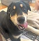 Photo of Sprout (of Rosie, Daisy and Sprout)