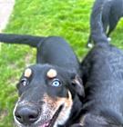 Photo of Rosie (Rosie, Daisy and Sprout)