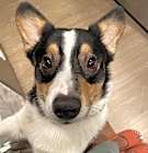 Photo of Bodi