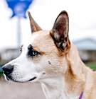Photo of Kia