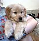 Photo of August “Auggie”