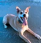 Photo of Goldie