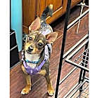 Photo of Brandy
