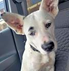 Photo of Sugar