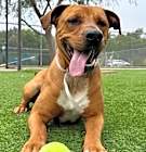 Photo of HANK