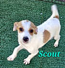 Photo of Scout