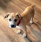 Photo of Sadie
