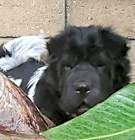 Photo of Kimchi