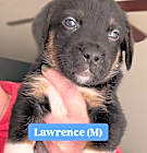 Photo of Lawrence (River Litter)
