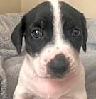 Photo of Puppy Tasha  -  So Ca