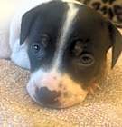 Photo of Puppy Tisha  -  So Ca
