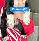 Photo of Thames (River Litter)