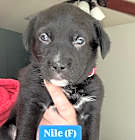 Photo of Nile (River Litter)