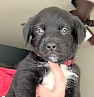 Photo of Murray (River Litter)