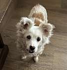 Photo of Toby