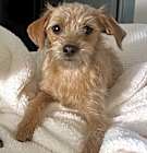 Photo of Tasha