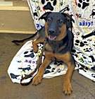 Photo of Rocco