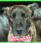 Photo of Kona