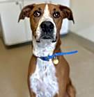 Photo of Roxie