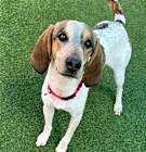 Photo of Brooklyn A2187429