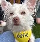 Photo of Petey