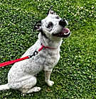 Photo of Pebbles A2189346