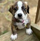 Photo of Tinker Bell (7 Basset’s)