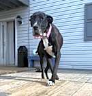 Photo of Paula (AKA Layla)