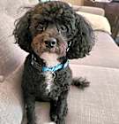 Photo of Bruno
