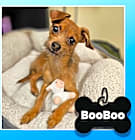 Photo of BooBoo