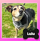 Photo of Lulu