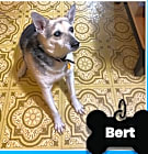 Photo of Bert