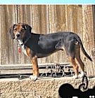 Photo of Benji