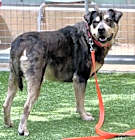 Photo of CHATO