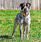 Photo of Badger
