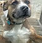 Photo of Scar