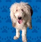 Photo of BLEU