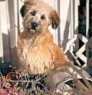 Photo of Abby