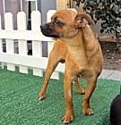 Photo of Cappi